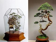 149 BONZAI A MAULEVRIER 2016_000007